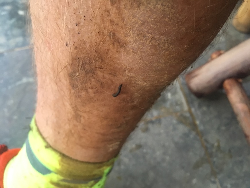 trail simon grimstrup